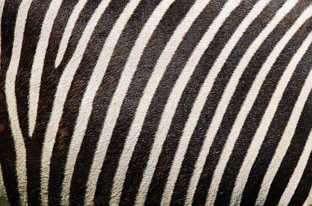 Free download zebra zebra pattern zebra fur free picture to be edited with GIMP free online image editor