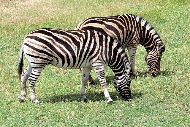 Free download Zebra Zoo -  free photo or picture to be edited with GIMP online image editor