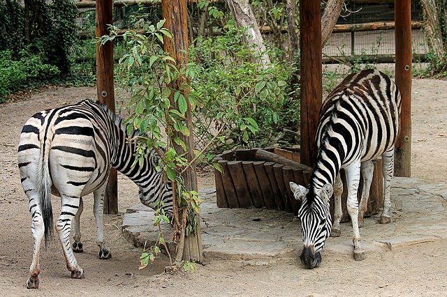 Free download Zebra Zoo Eat -  free photo or picture to be edited with GIMP online image editor
