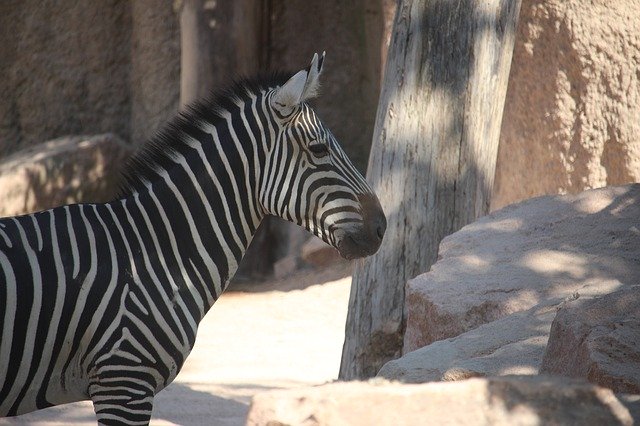 Téléchargement gratuit de Zebra Zoo Stripes - photo ou image gratuite à éditer avec l'éditeur d'images en ligne GIMP