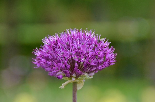 הורדה חינם Zierlauch Flowering Keukenhof - תמונה או תמונה בחינם לעריכה עם עורך התמונות המקוון GIMP