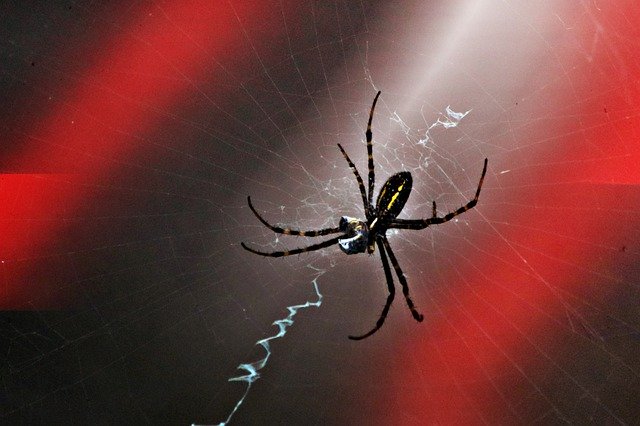 Descarga gratuita Zigzag Spider Insect: foto o imagen gratuita para editar con el editor de imágenes en línea GIMP