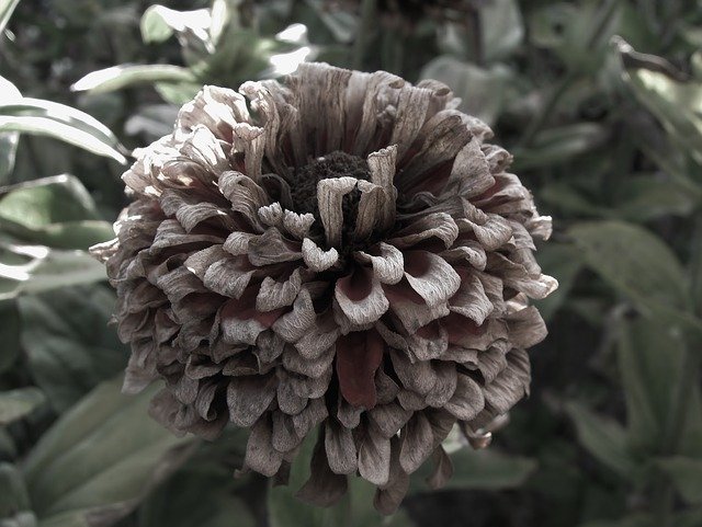 Free download Zinnia Autumn Faded -  free photo or picture to be edited with GIMP online image editor