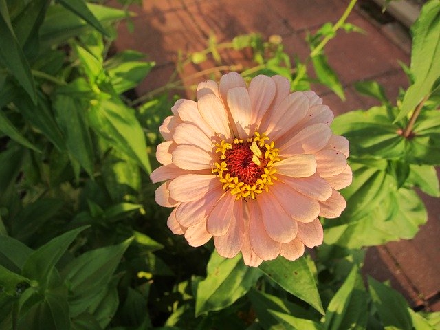 Free download Zinnia Fall Bloom Pink -  free photo or picture to be edited with GIMP online image editor