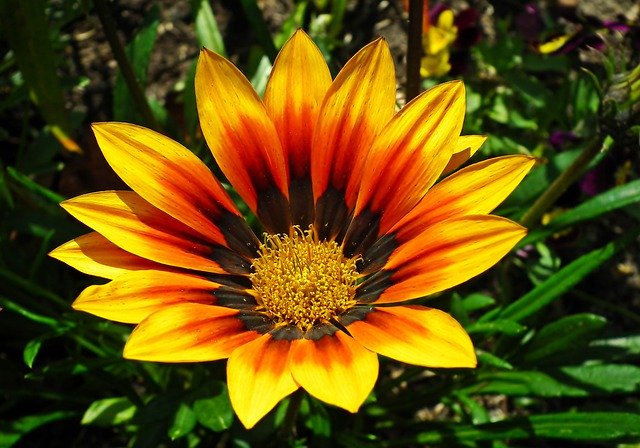 Free download Zinnia Flower Color -  free photo or picture to be edited with GIMP online image editor