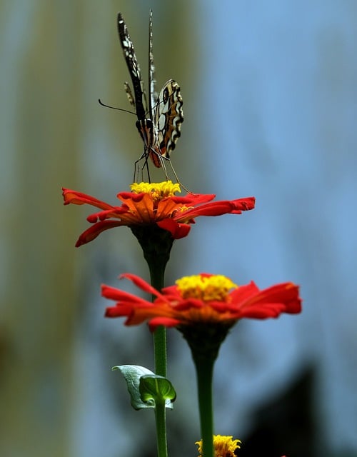 Scarica gratuitamente l'immagine gratuita della flora del fiore di zinnia da modificare con l'editor di immagini online gratuito GIMP