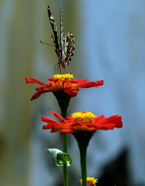 বিনামূল্যে ডাউনলোড করুন জিনিয়া ফুল ফ্লোরা প্রকৃতি বিনামূল্যে ছবি GIMP বিনামূল্যে অনলাইন ইমেজ সম্পাদক দ্বারা সম্পাদনা করা হবে