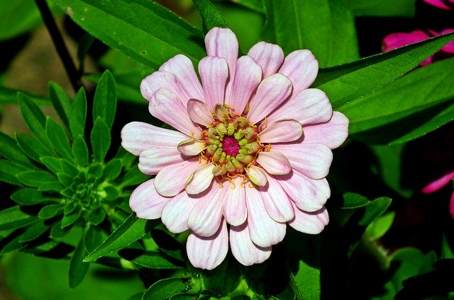 Muat turun percuma templat foto Zinnia Flower Garden percuma untuk diedit dengan editor imej dalam talian GIMP