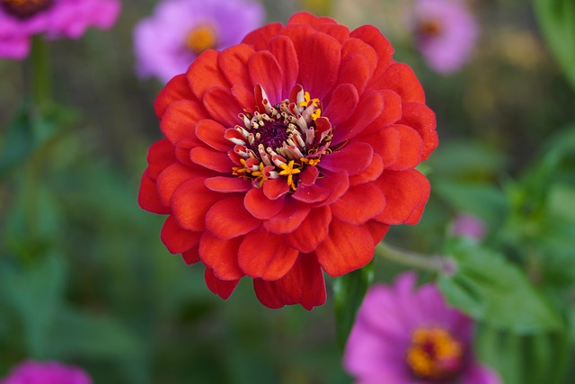 Free download zinnia flower garden colorful free picture to be edited with GIMP free online image editor