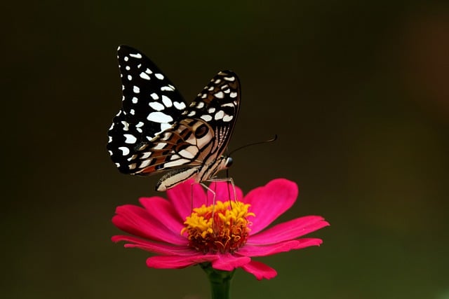 Bezpłatne pobieranie zdjęć motyla z cyni i limonki do edycji za pomocą bezpłatnego edytora obrazów online GIMP