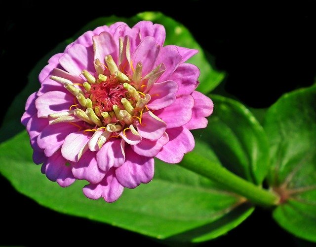 Descarga gratuita Zinnia Flower Nature: foto o imagen gratuita para editar con el editor de imágenes en línea GIMP