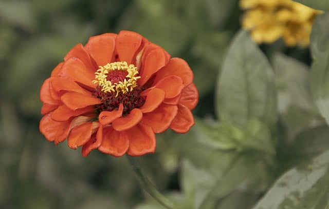 Free graphic zinnia flower orange flower petals to be edited by GIMP free image editor by OffiDocs