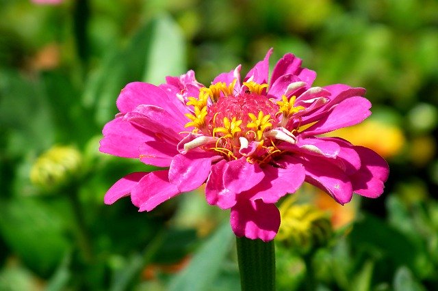 Kostenloser Download Zinnia Flower Pink - kostenloses kostenloses Foto oder Bild zur Bearbeitung mit GIMP Online-Bildbearbeitung