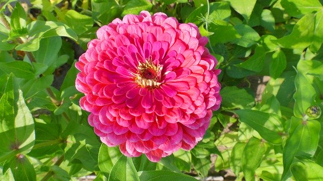 Free download Zinnia Flower Summer -  free photo or picture to be edited with GIMP online image editor