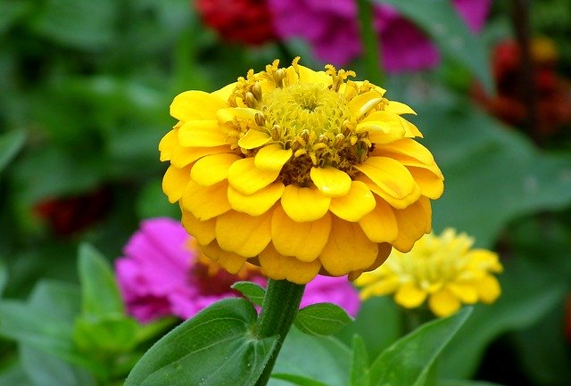 Free picture Zinnia Flower Yellow -  to be edited by GIMP free image editor by OffiDocs