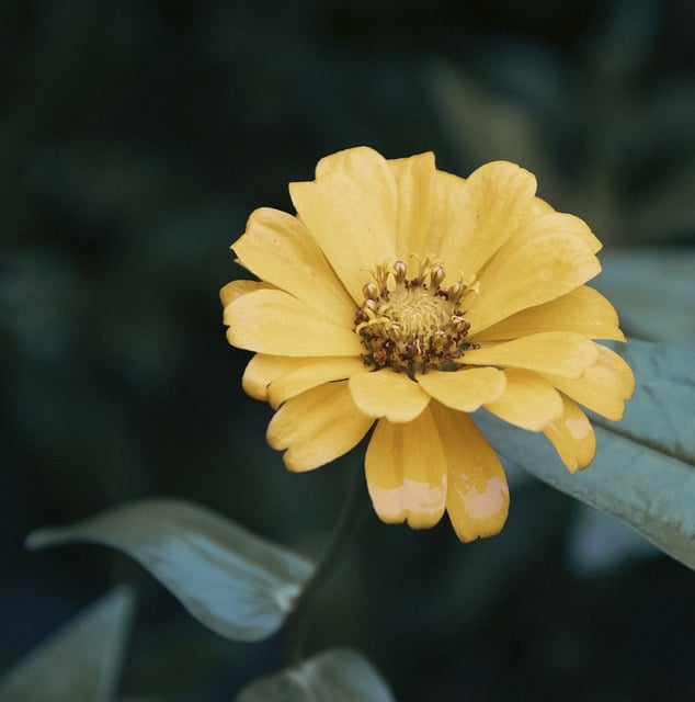 Free graphic zinnia flower yellow flower petals to be edited by GIMP free image editor by OffiDocs