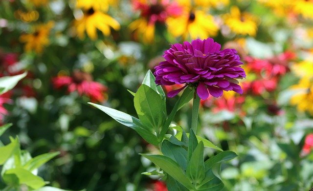 Free download Zinnia Gardening Asteraceae -  free photo or picture to be edited with GIMP online image editor