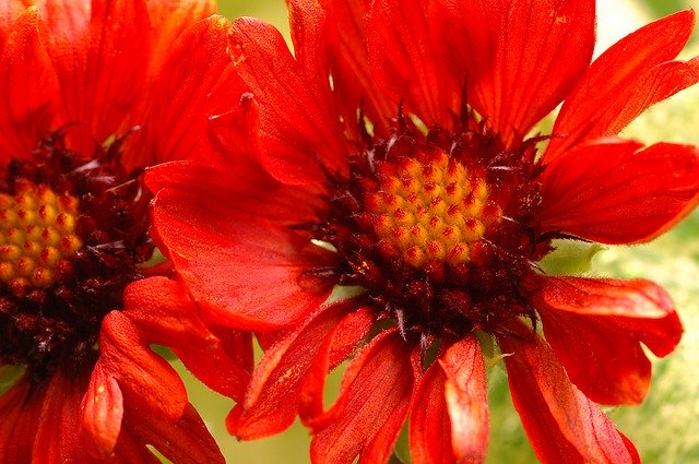 הורדה חינם Zinnia Plant Flower - תמונה או תמונה בחינם לעריכה עם עורך התמונות המקוון GIMP