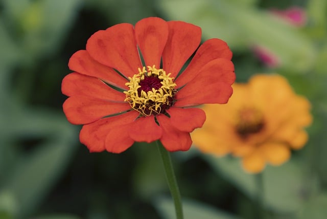 Free download zinnia red flower red zinnia flower free picture to be edited with GIMP free online image editor