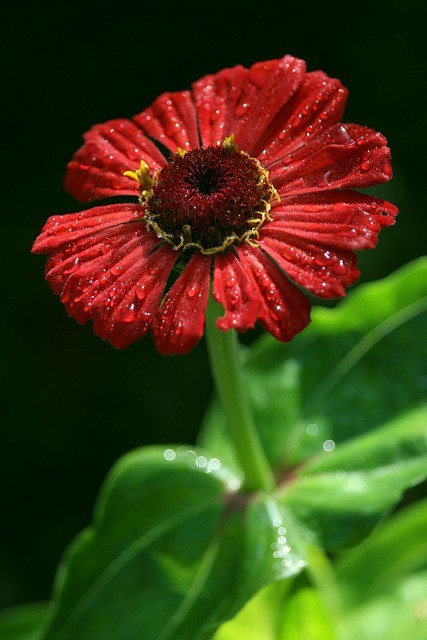 Free download zinnia red zinnia red flower flower free picture to be edited with GIMP free online image editor
