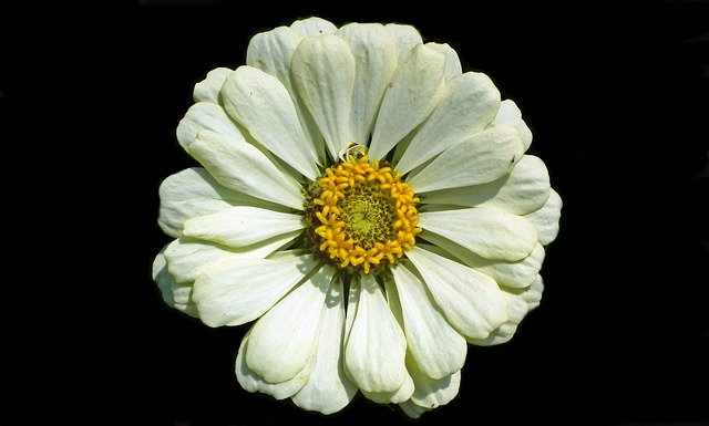 Free download Zinnia White Flower -  free photo or picture to be edited with GIMP online image editor