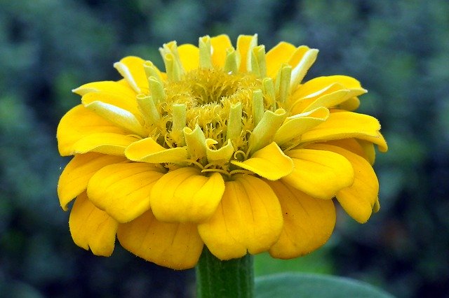 Free download Zinnia Yellow Nature -  free photo or picture to be edited with GIMP online image editor