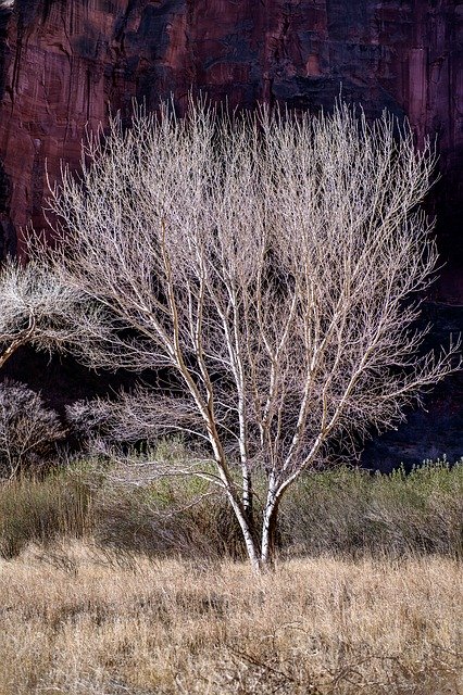 Unduh gratis Zion Utah Tree - foto atau gambar gratis untuk diedit dengan editor gambar online GIMP