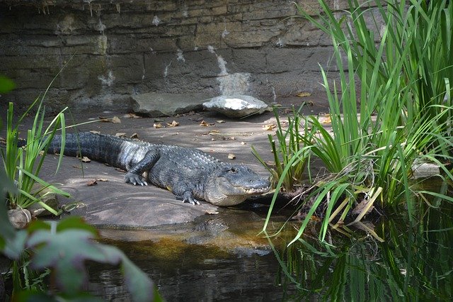 Free download Zoo Alligator -  free photo or picture to be edited with GIMP online image editor