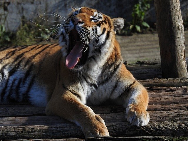Free picture Zoo Amur Tiger -  to be edited by GIMP free image editor by OffiDocs