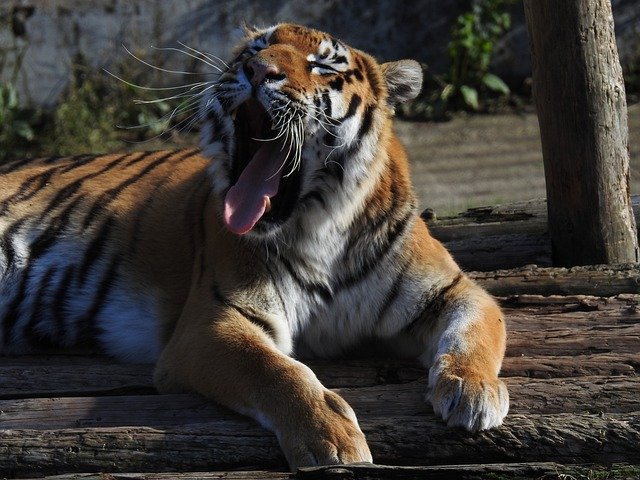 Free download Zoo Amur Tiger -  free photo or picture to be edited with GIMP online image editor