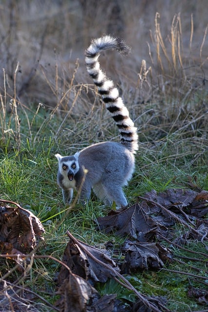 Free download zoo animal lemur cute monkey free picture to be edited with GIMP free online image editor