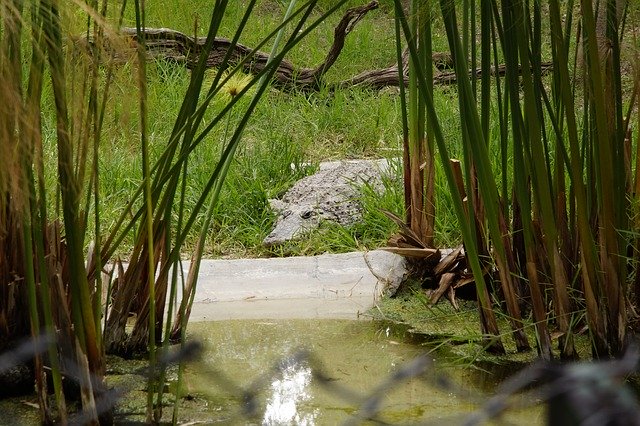 Muat turun percuma Zoo Animal Predator - foto atau gambar percuma untuk diedit dengan editor imej dalam talian GIMP