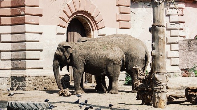 Unduh gratis Zoo Animals Elephants - foto atau gambar gratis untuk diedit dengan editor gambar online GIMP