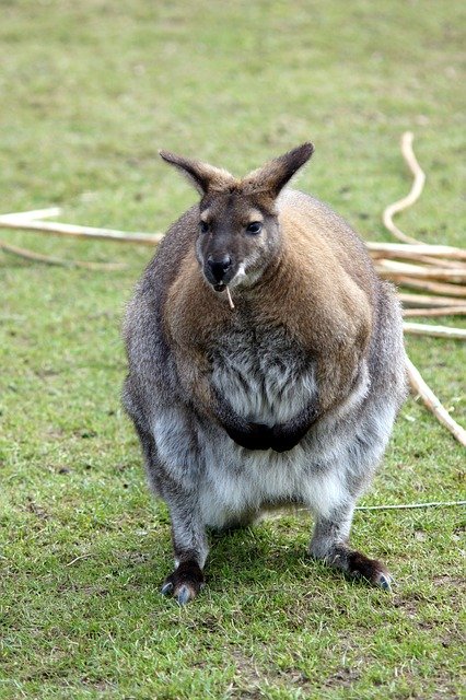 Free download Zoo Animal World Animals -  free photo or picture to be edited with GIMP online image editor
