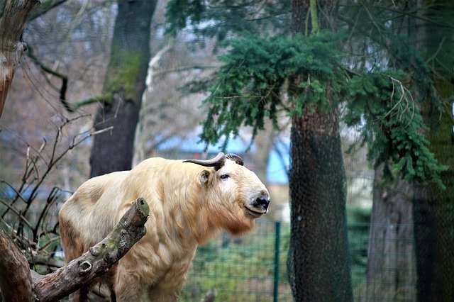 تنزيل Zoo Animel مجانًا - صورة أو صورة مجانية ليتم تحريرها باستخدام محرر الصور عبر الإنترنت GIMP