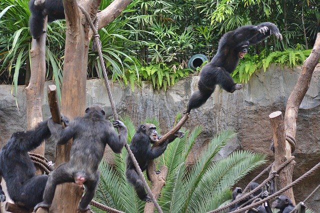 Bezpłatne pobieranie Zoo Ape Young Animal - bezpłatne zdjęcie lub obraz do edycji za pomocą internetowego edytora obrazów GIMP