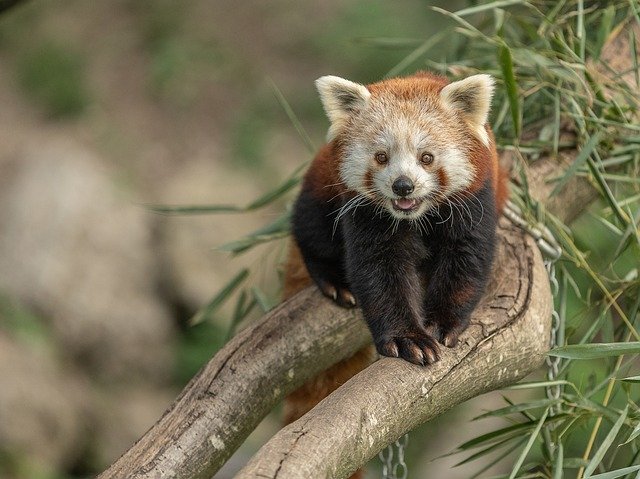 Muat turun percuma Zoo Austria Animal - foto atau gambar percuma untuk diedit dengan editor imej dalam talian GIMP