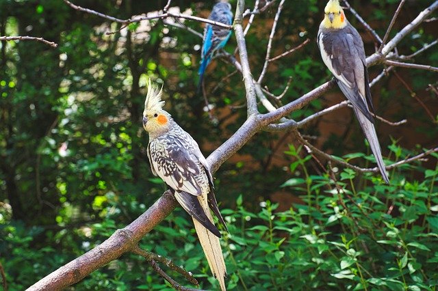 Descărcare gratuită Zoo Birds Animals - fotografie sau imagini gratuite pentru a fi editate cu editorul de imagini online GIMP