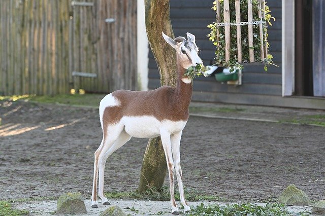 Descărcare gratuită Zoo Blijdorp Goat - fotografie sau imagine gratuită pentru a fi editată cu editorul de imagini online GIMP