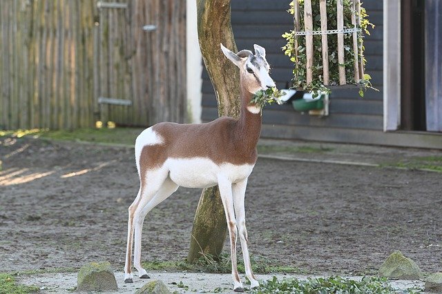 Free download Zoo Blijdorp Goat -  free photo or picture to be edited with GIMP online image editor