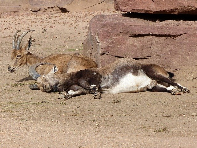 Free download Zoo Bock Afternoon Rest -  free photo or picture to be edited with GIMP online image editor