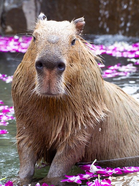 Free download Zoo Capybara Animal -  free photo or picture to be edited with GIMP online image editor