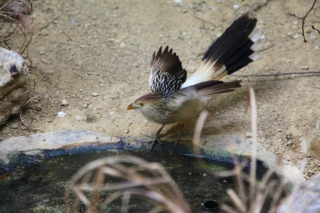 ดาวน์โหลดฟรี Zoo Cuckoo Bird - ภาพถ่ายหรือรูปภาพฟรีที่จะแก้ไขด้วยโปรแกรมแก้ไขรูปภาพออนไลน์ GIMP