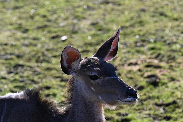 Ücretsiz indir Zoo Deer Antelope - GIMP çevrimiçi resim düzenleyici ile düzenlenecek ücretsiz fotoğraf veya resim