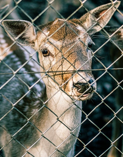 Free download zoo deer fawn bambi animal free picture to be edited with GIMP free online image editor