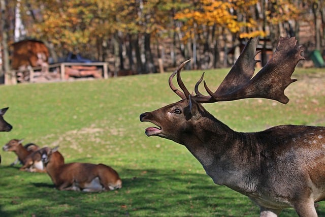 Téléchargement gratuit d'une image gratuite d'animaux sauvages de la faune des cerfs du zoo à modifier avec l'éditeur d'images en ligne gratuit GIMP