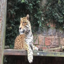 Zoo de Sapucaia do Sul  screen for extension Chrome web store in OffiDocs Chromium