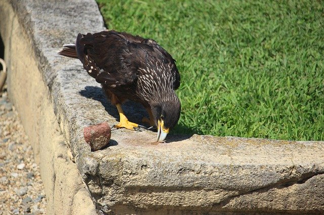 Téléchargement gratuit Zoo Falcone Falcon - photo ou image gratuite à éditer avec l'éditeur d'images en ligne GIMP