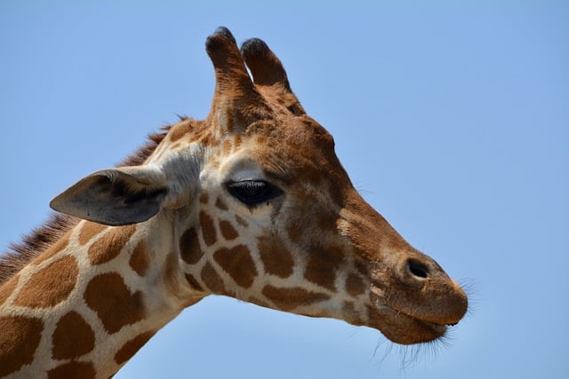 Free download zoo giraffe safari africa animal free picture to be edited with GIMP free online image editor