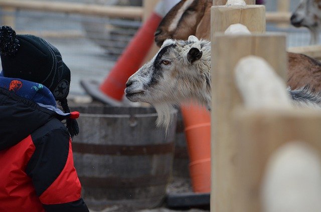 Bezpłatne pobieranie Zoo Goat Petting - bezpłatne zdjęcie lub obraz do edycji za pomocą internetowego edytora obrazów GIMP